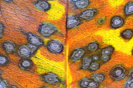 bladvlekziekte 10-2017 7627